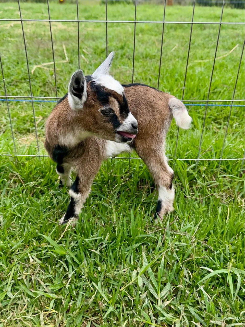 Mini cabra 