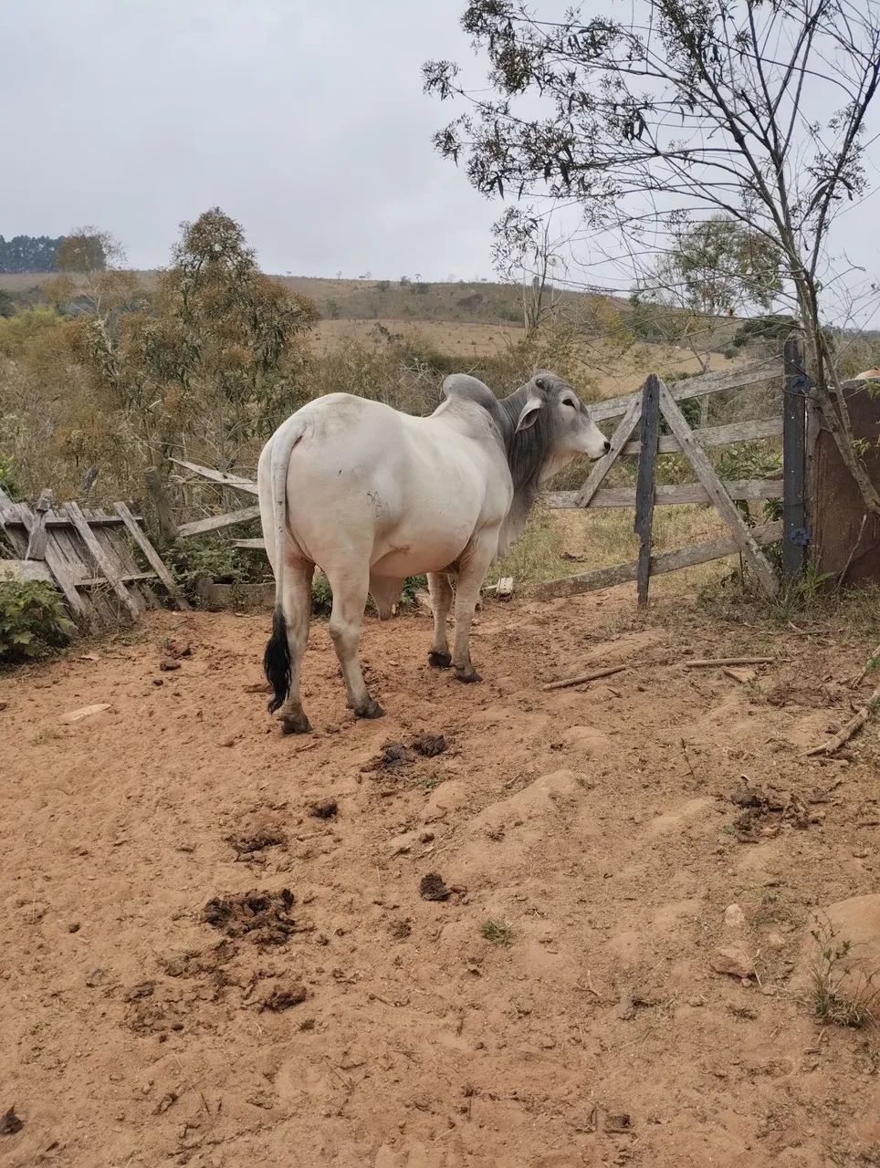 Vendo um Toro nelore manso