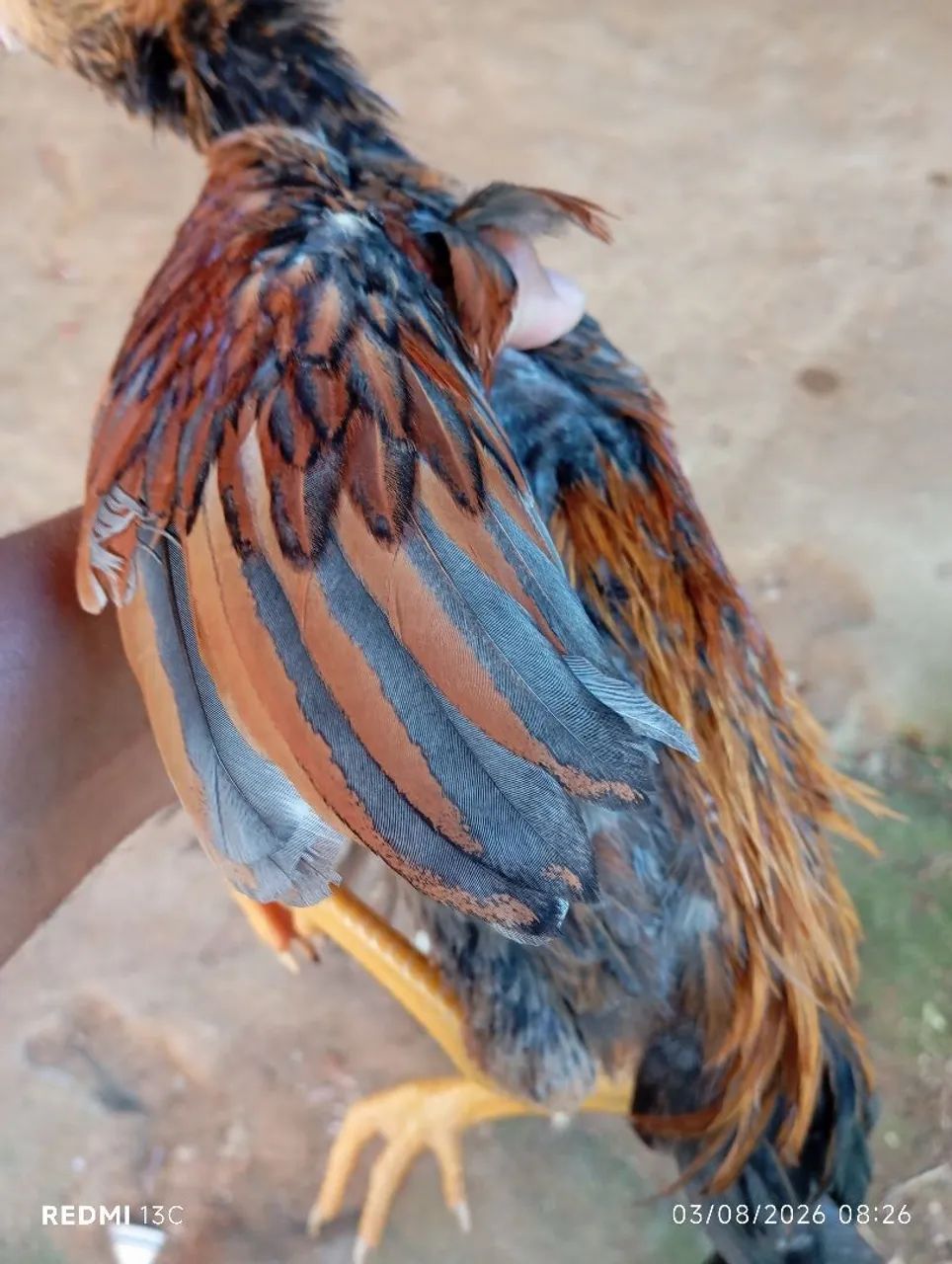 Frango índio apurado  - Foto 3