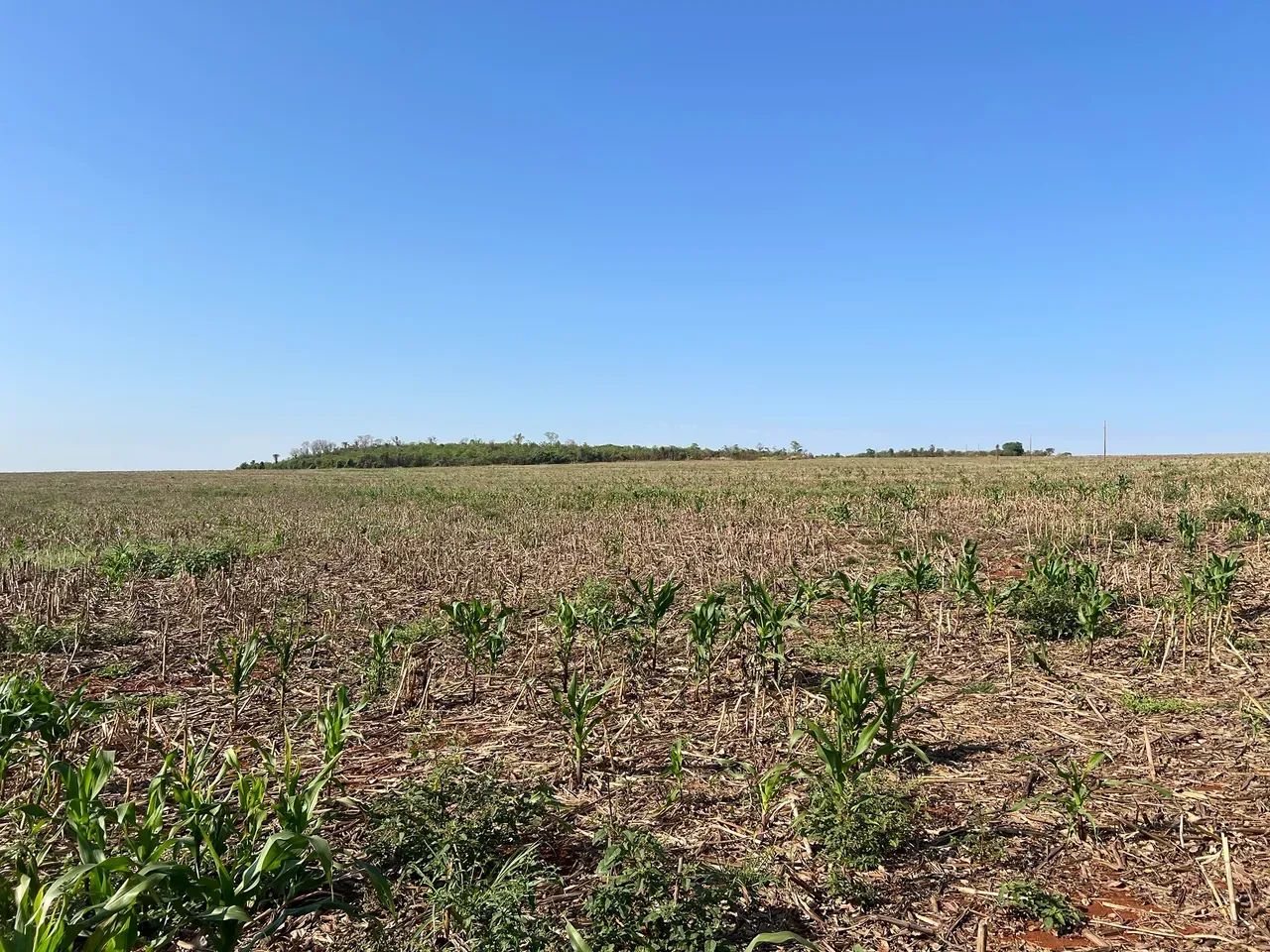 vendo fazenda Uberaba Santa rosa - Foto 2