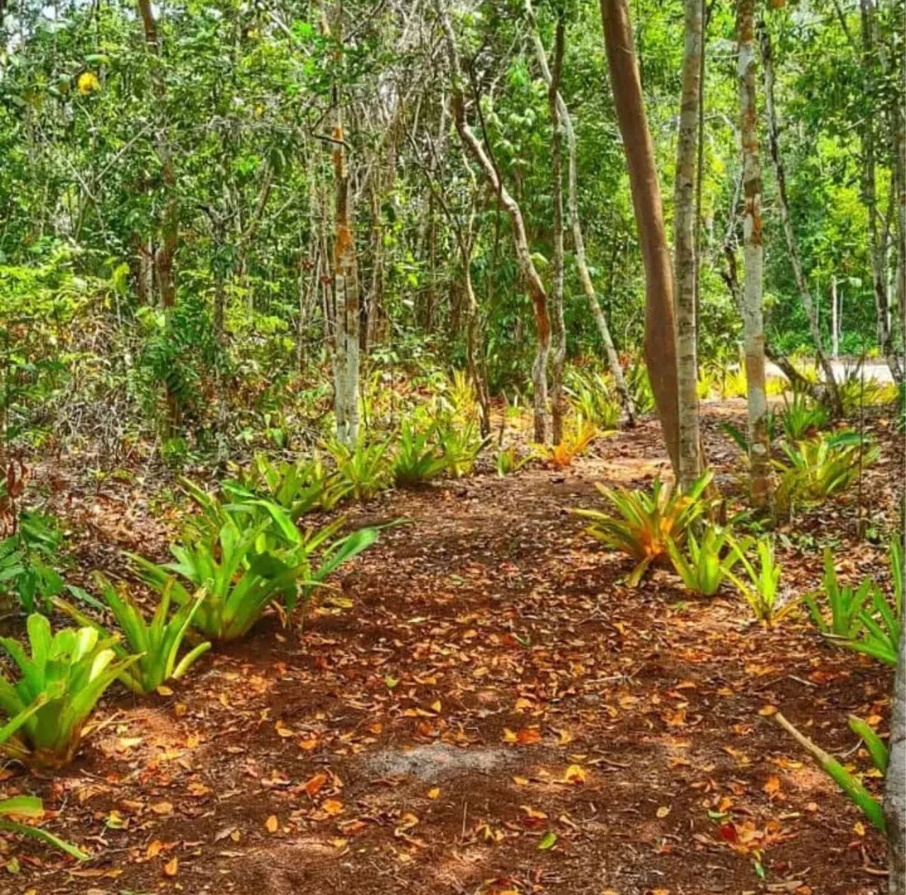 Terreno 500 m² - Condomínio Marina Santo André (Santa Cruz Cabrália/BA) - Aceito Permuta - Foto 3