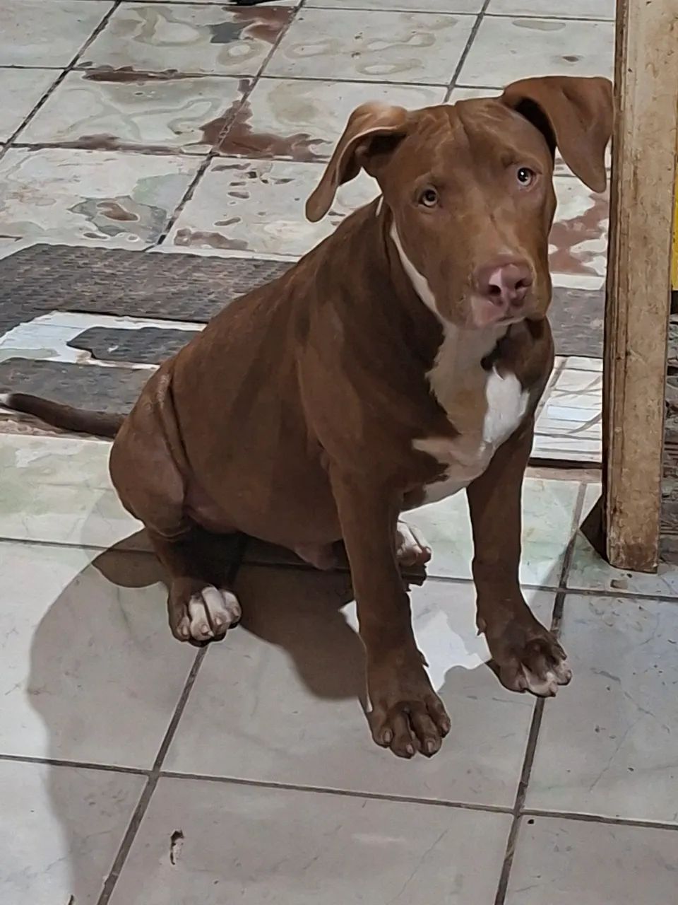 Cachorro pitbull