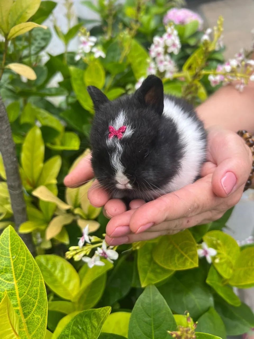 Mini Coelho - Netherland Anão - Foto 5