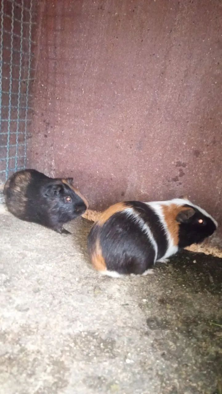 Porquinho da índia  - Foto 5