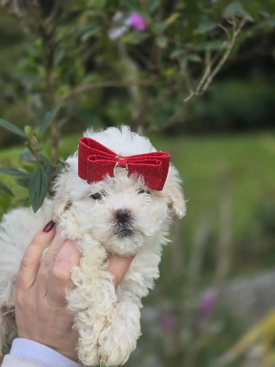 Poodle micro toy em Curitiba   - Foto 2