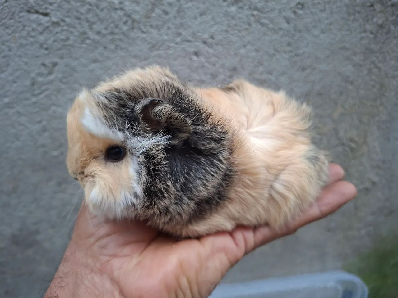 Animais - Foto 3