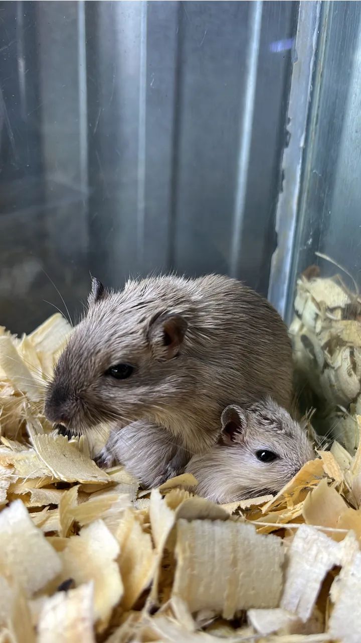 Gerbil - Esquilo da Mongólia