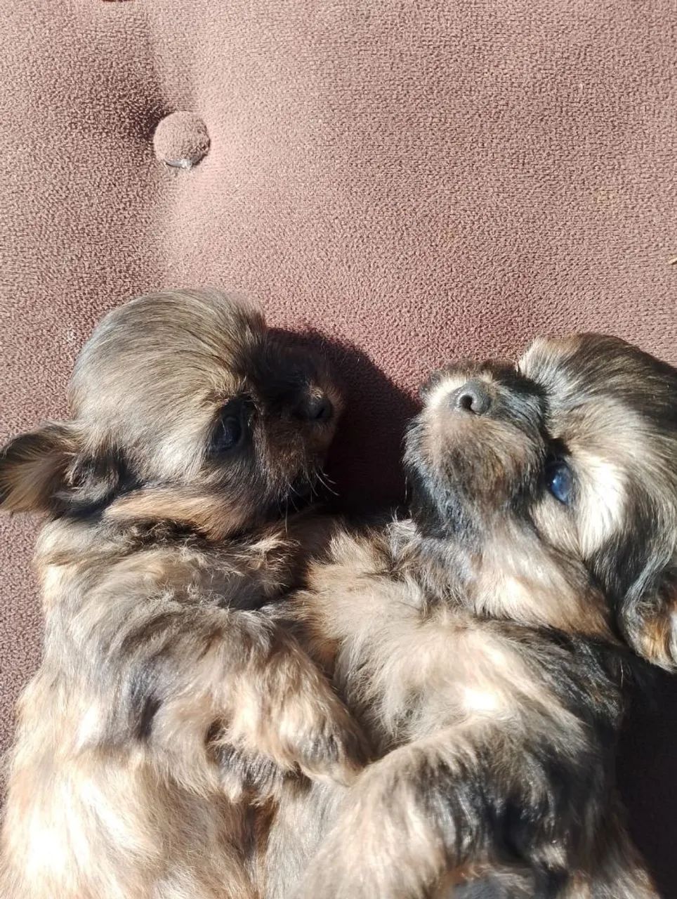 Lhasa apso  - Foto 3