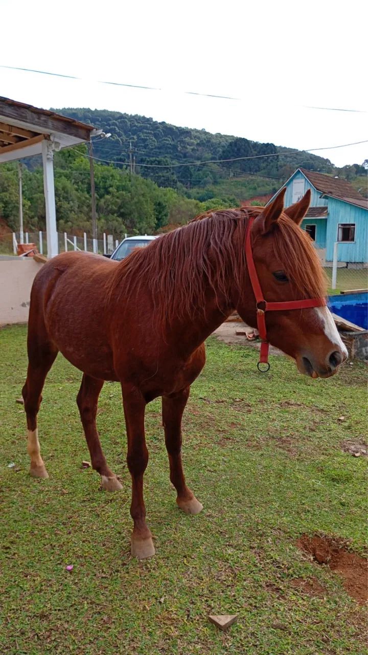 Vendo cavalo 