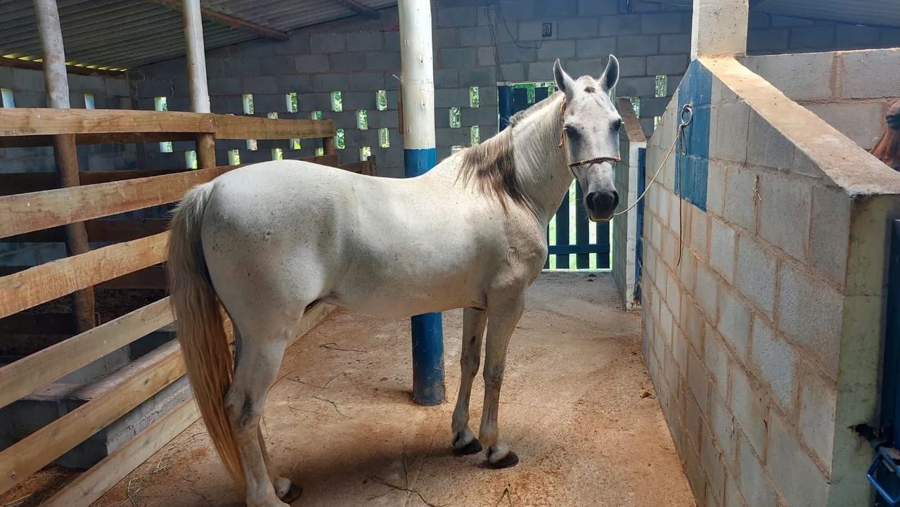 Cavalo mangalarga machador 