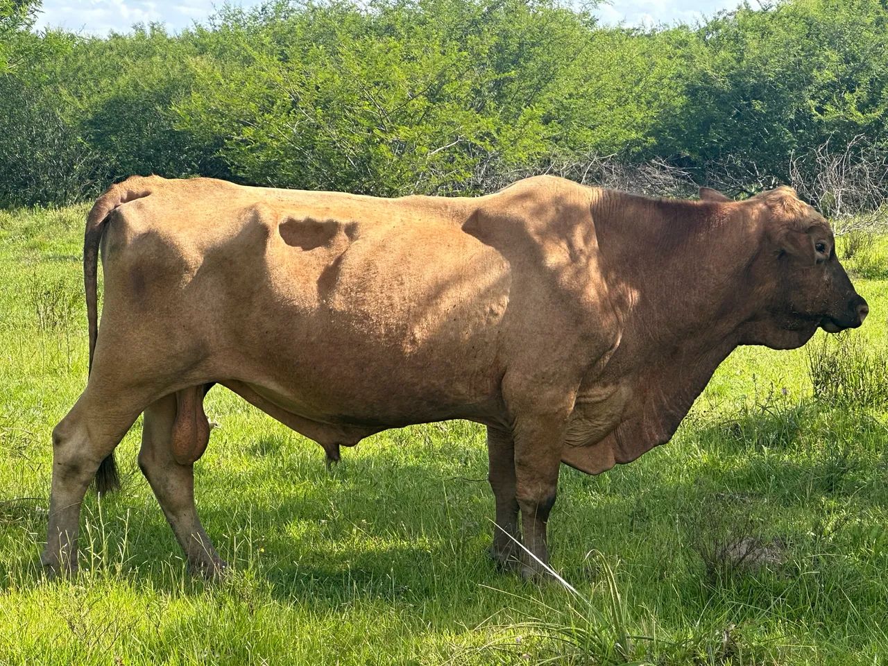 Vaca Angus pura - Foto 2