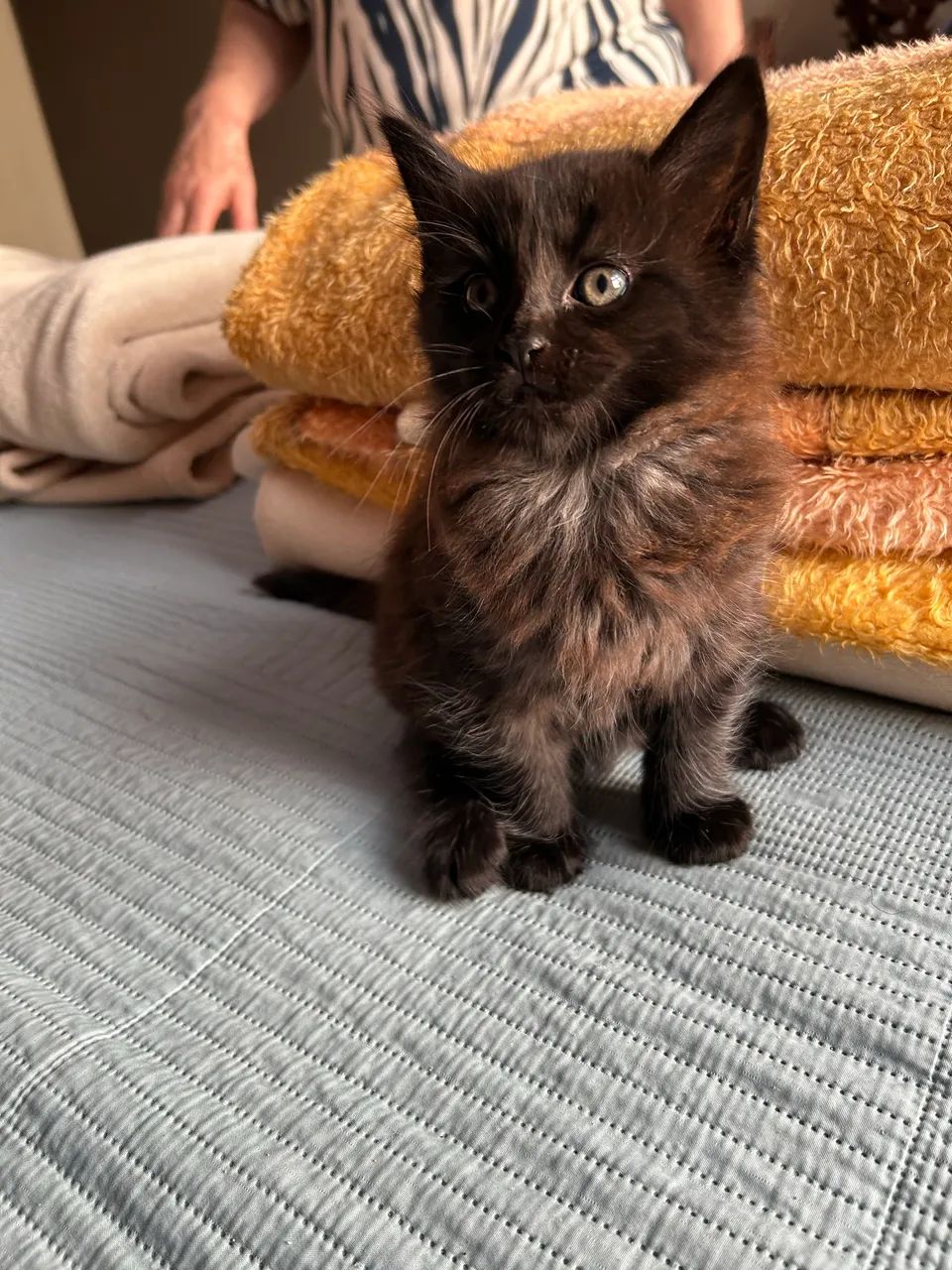 Maine Coon 2 meses  - Foto 4