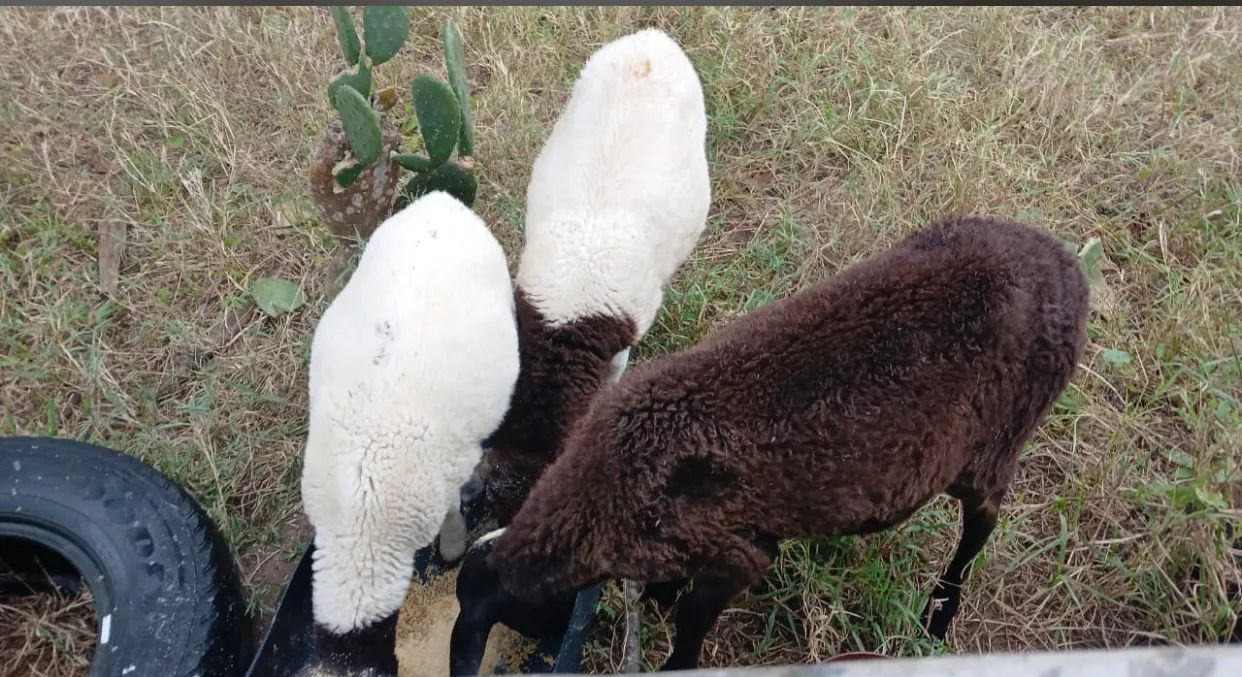 Borrego de ovelha 
