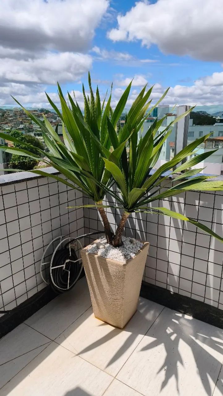 Planta