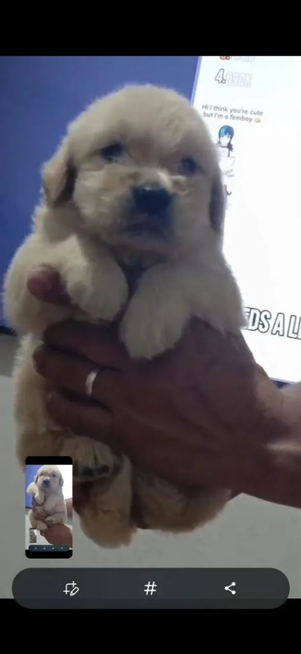Cachorro  - Foto 5