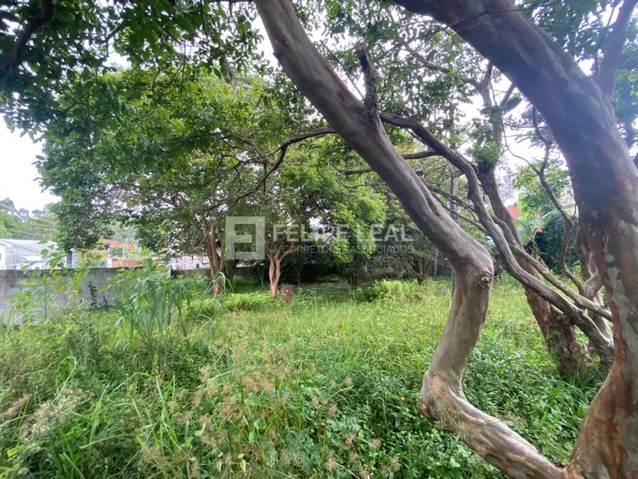 Lote / Terreno em Santa Mônica - Florianópolis, SC - Foto 5