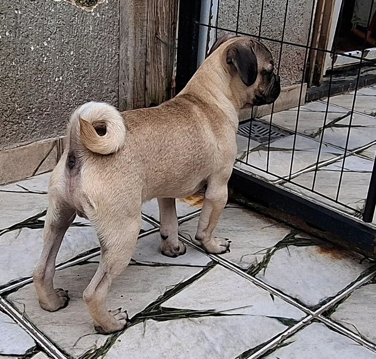 Filhotes de pug pronta entrega  - Foto 3