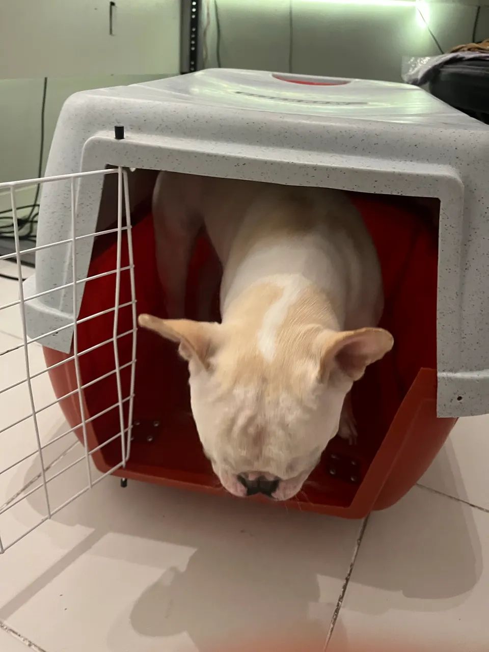 Caixa para cachorro transporte - Foto 2