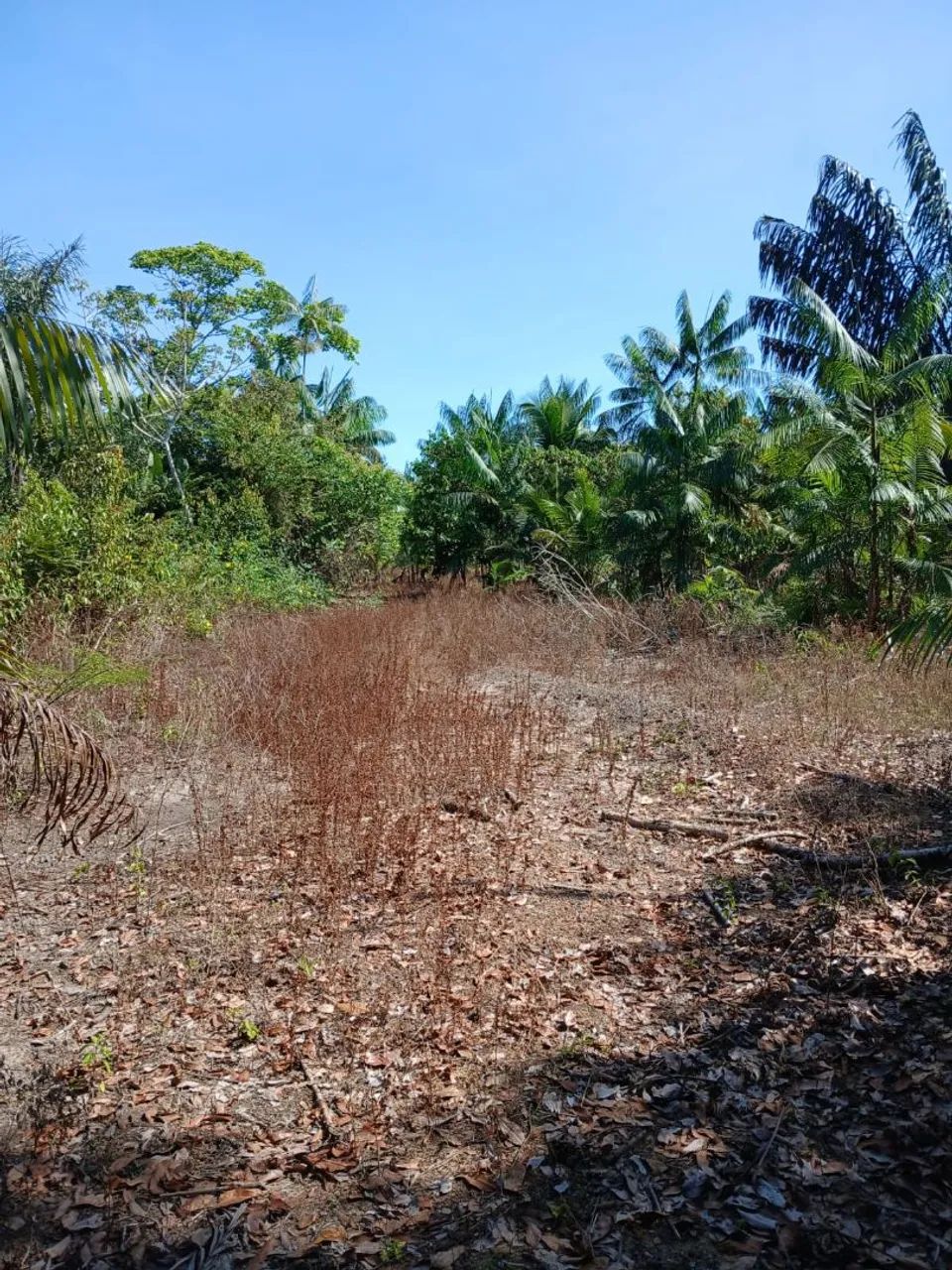 Vendo sítio, 8.013 hectares, Bujaru  - Foto 5