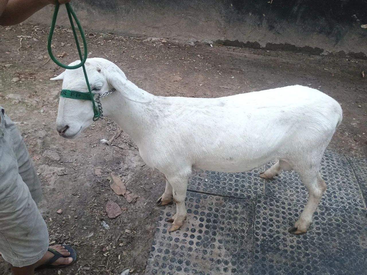Lote de carneiro  - Foto 3