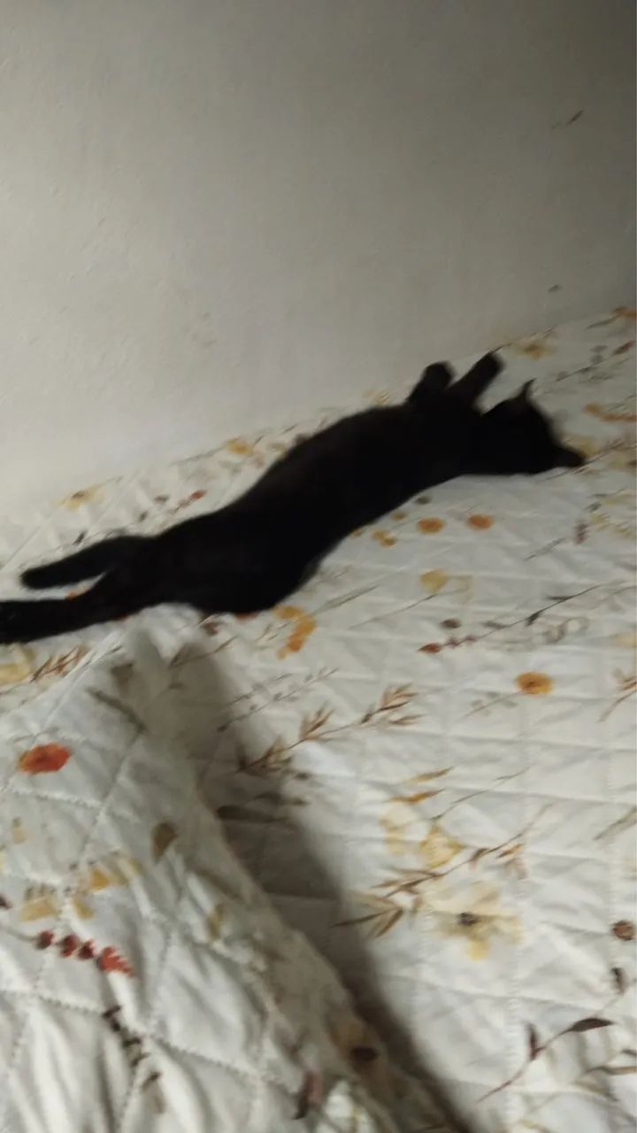Gata - Foto 3