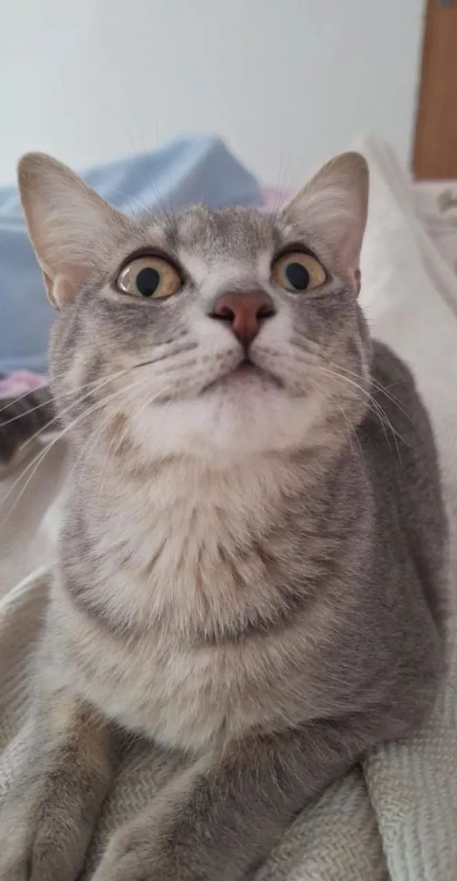 Adoção Responsável Gato 