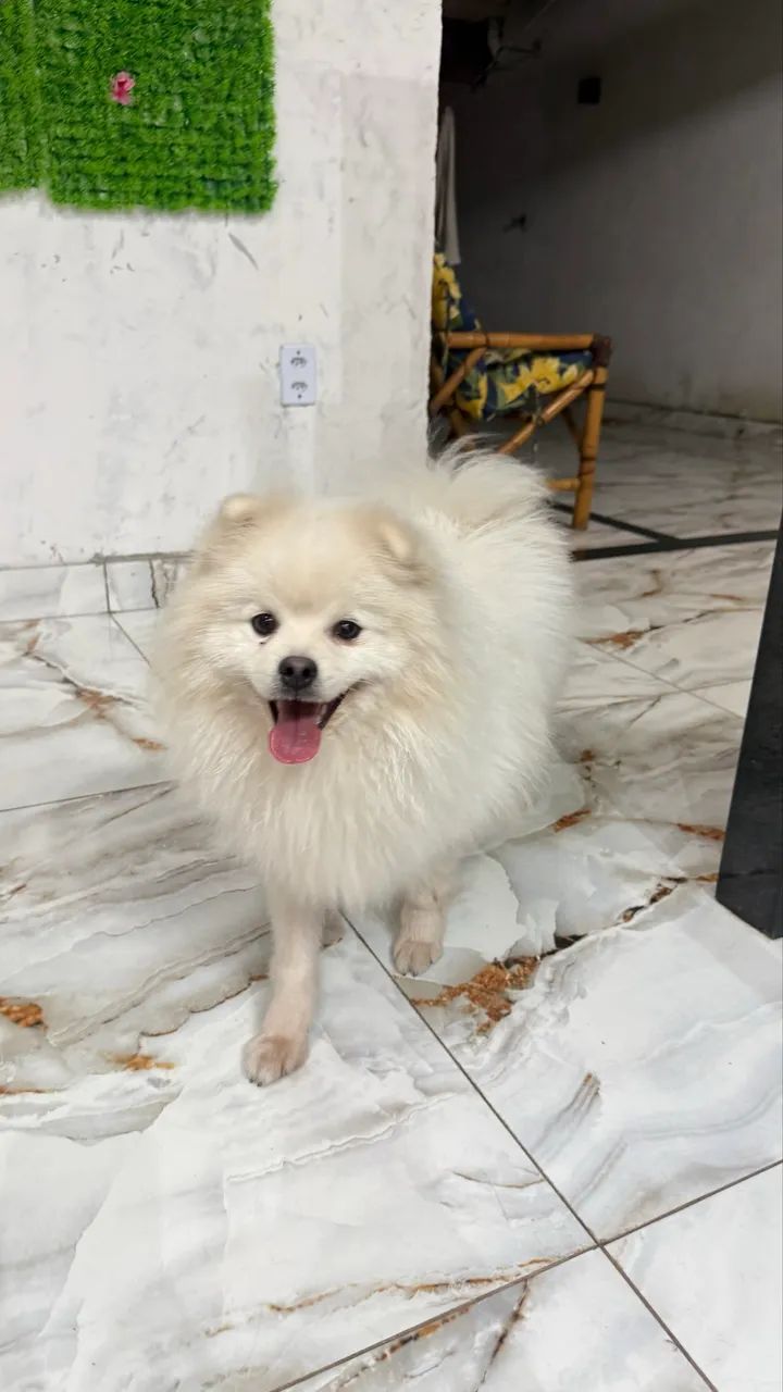 Spitz alemão macho 