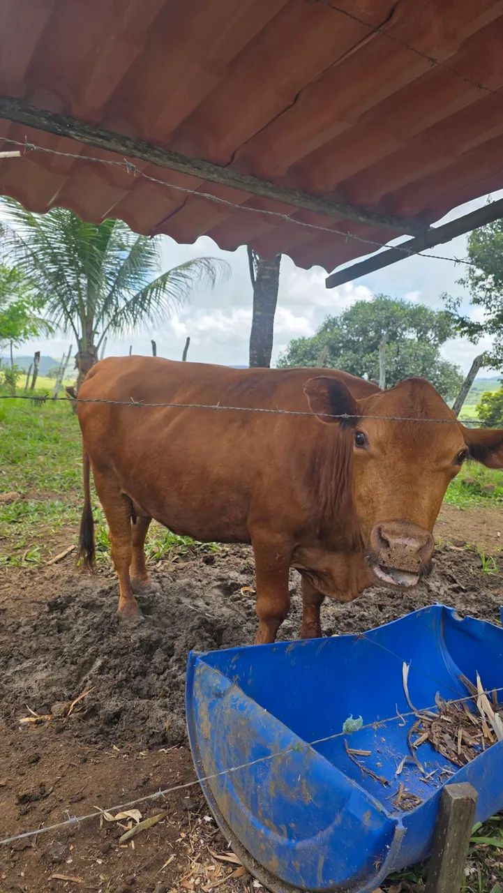 Vaca e Bezerra fêmea 