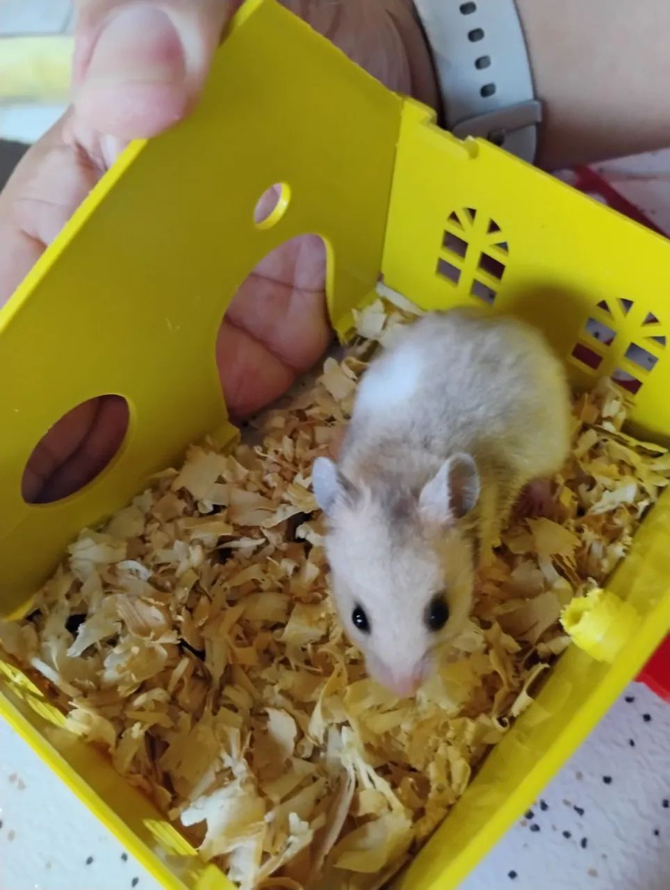 Hamster-sírio 