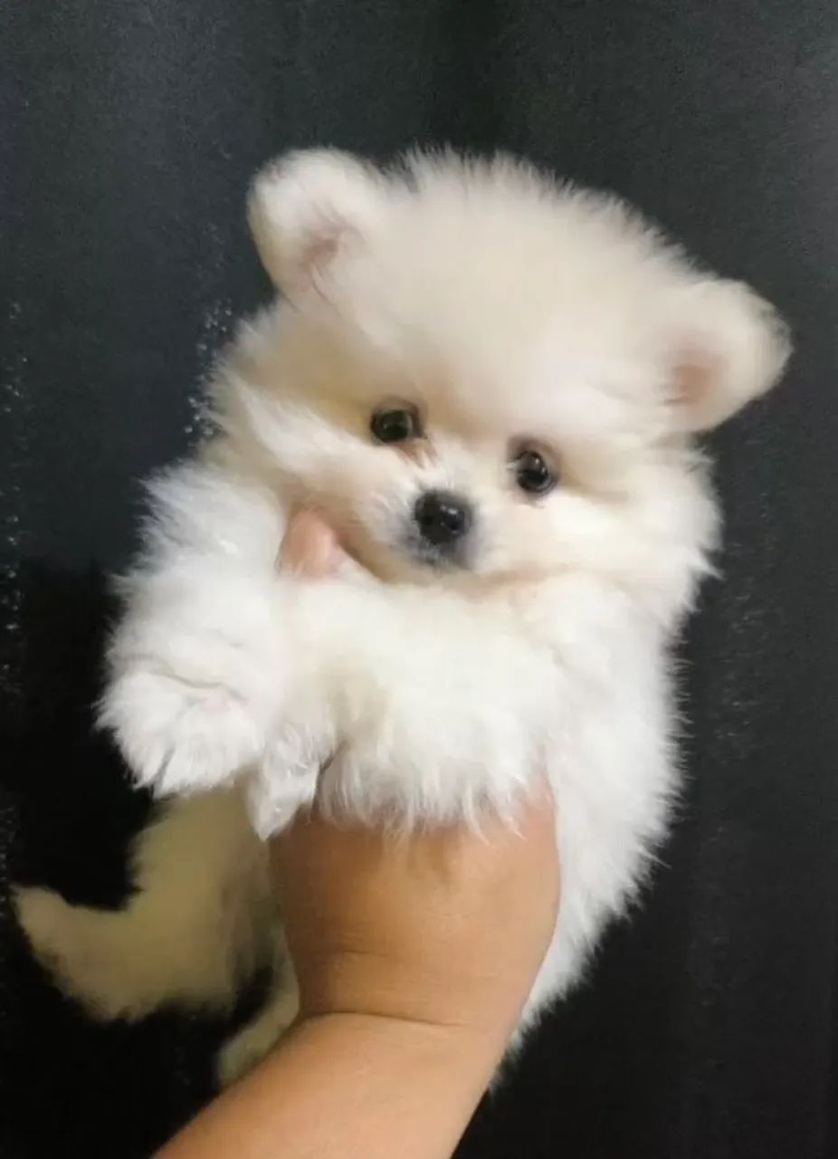Spitz alemão branco 