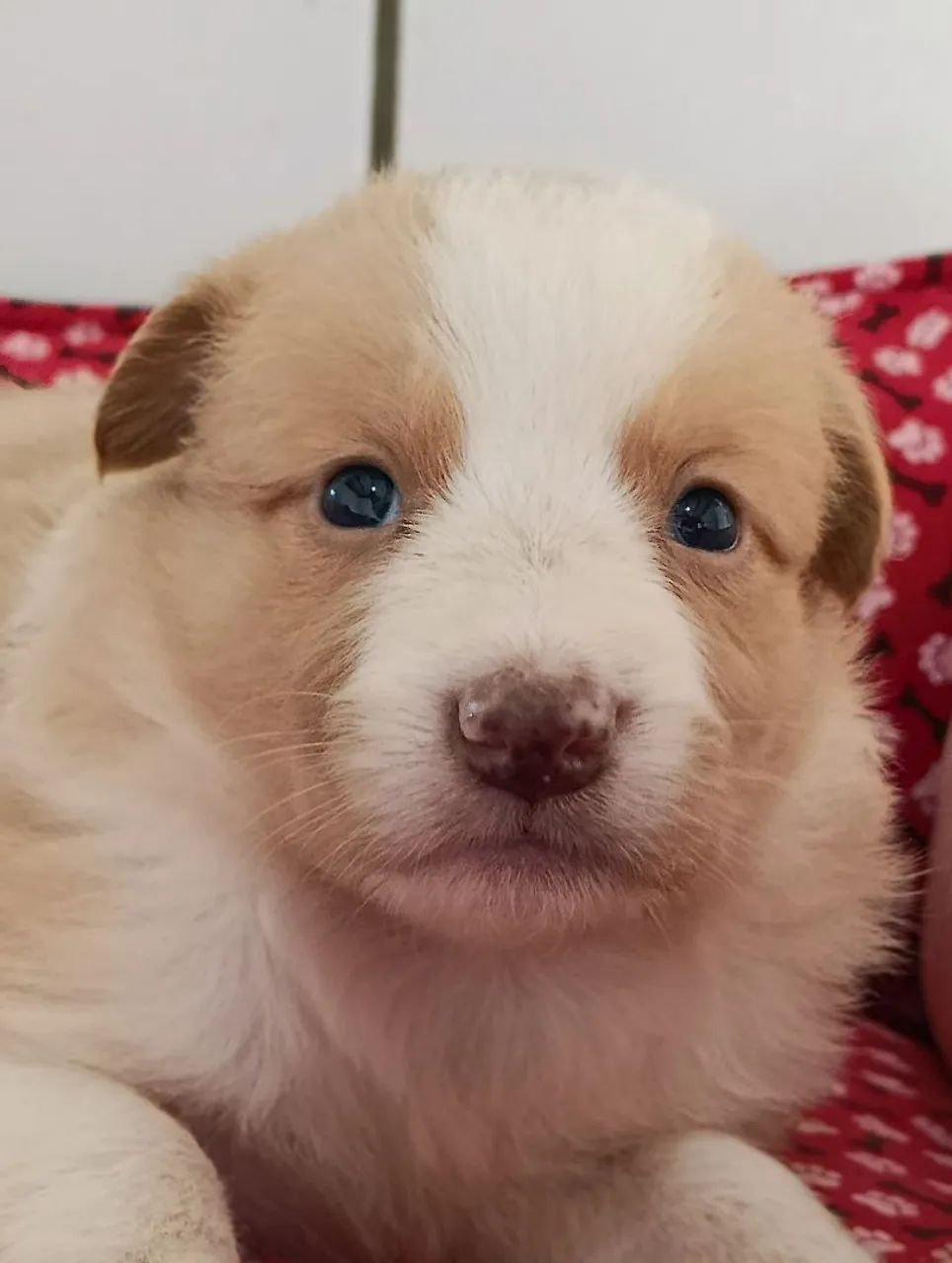 Border Collie com cores exóticas  - Foto 2