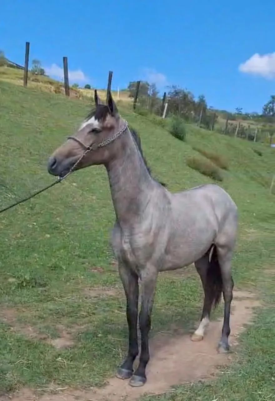 POTRO LUXOOOOO 