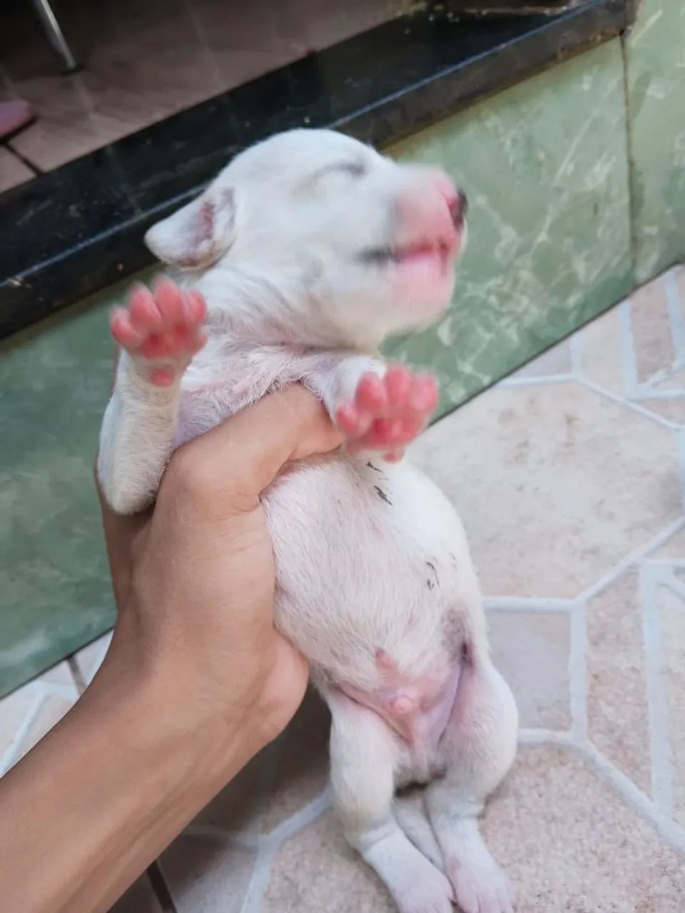 Dois cachorros machos  - Foto 5