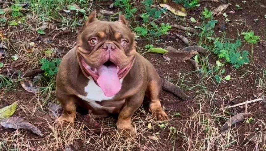 American Bully - Foto 4