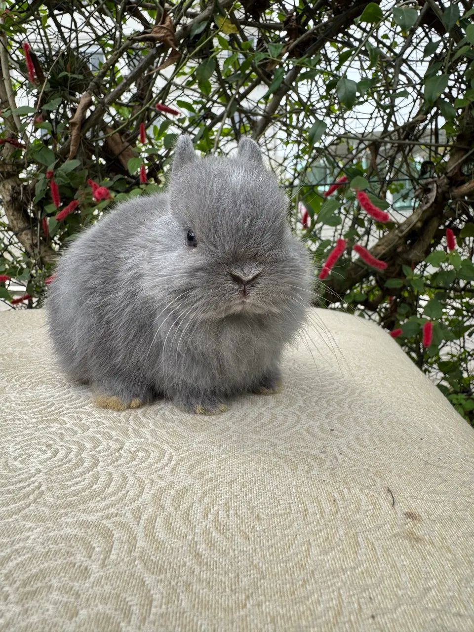 Coelhos anões  - Foto 4