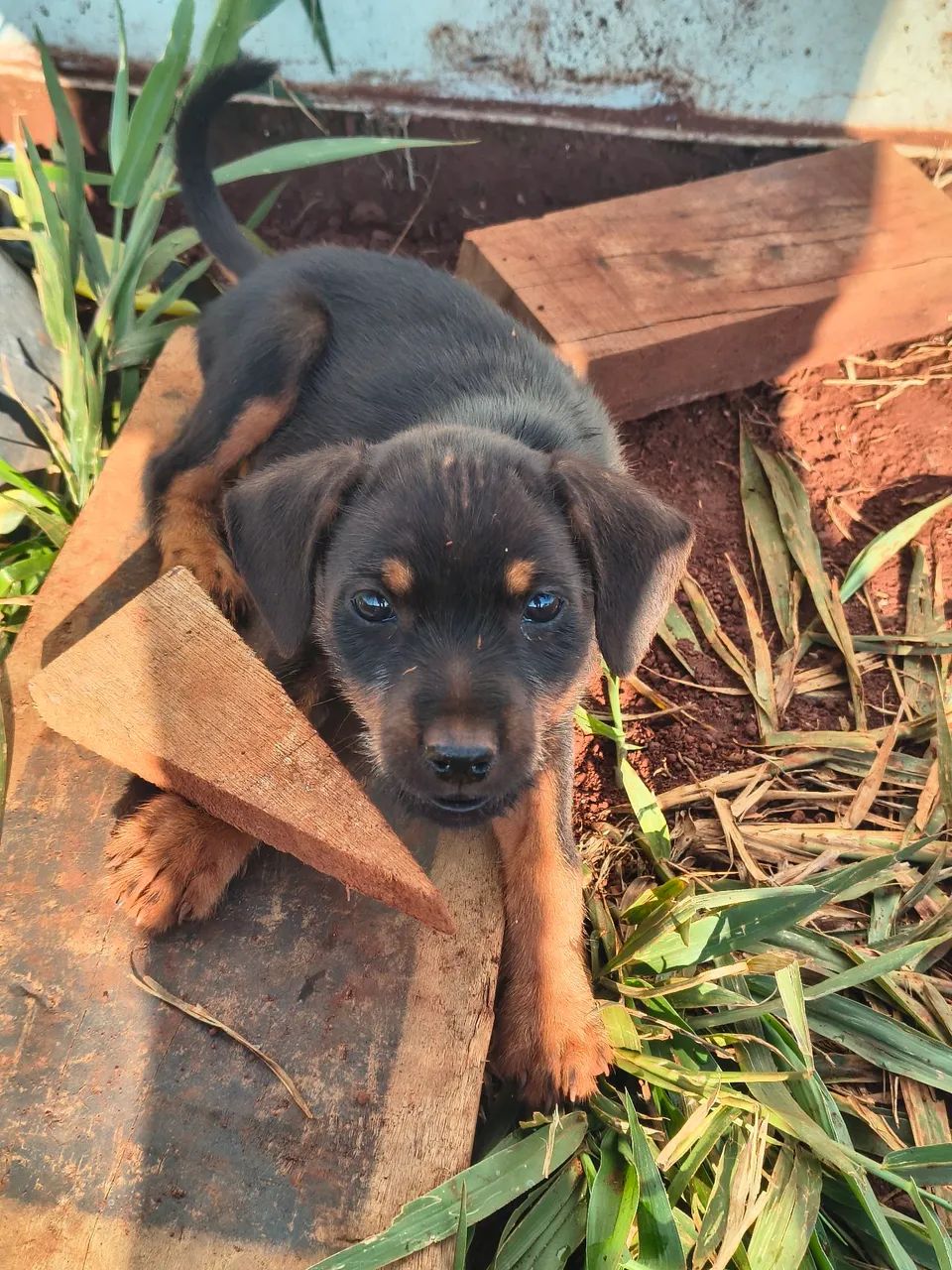Cachorrinhos para doação ? - Foto 2