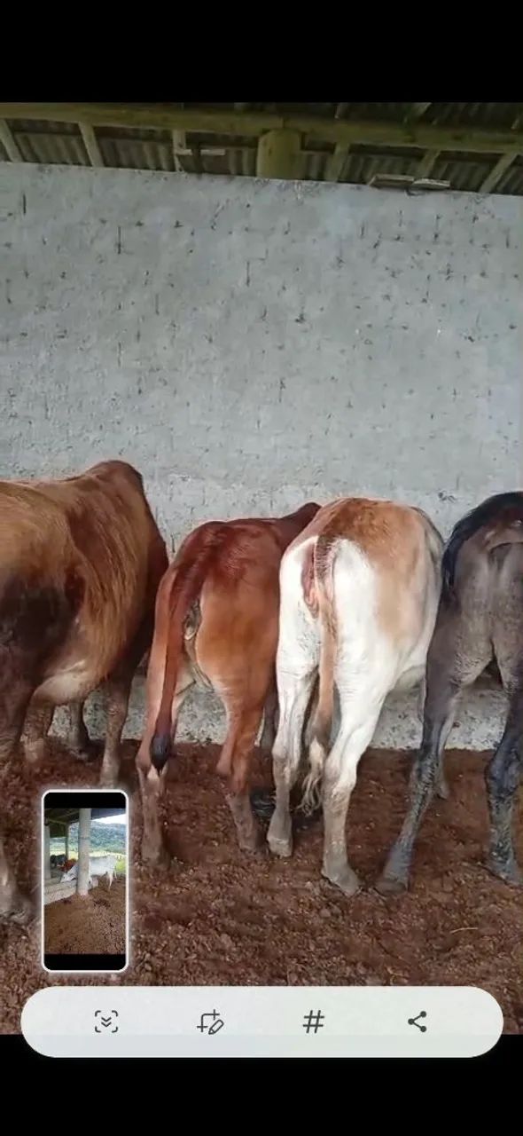 Vendo gado - Foto 2