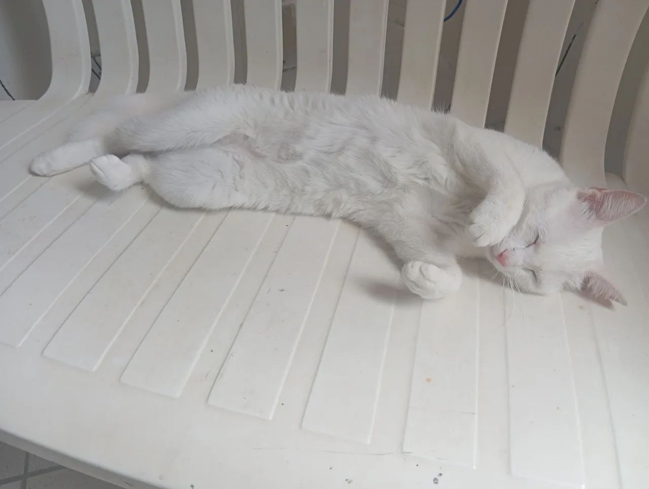 Gata castrada 1 ano de vida
