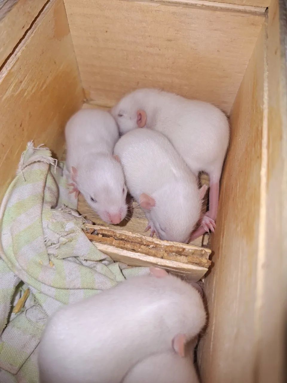 rato Twister  - Foto 2