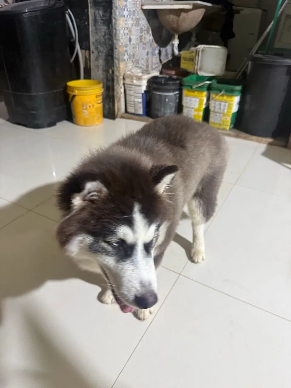 Husck siberiano  - Foto 4