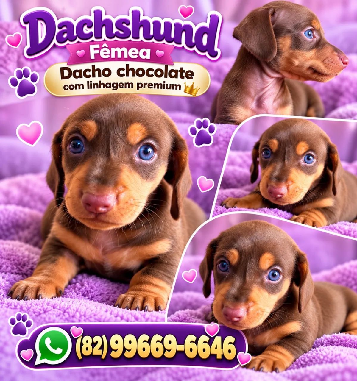 Cachorro Dachshund  - Foto 3