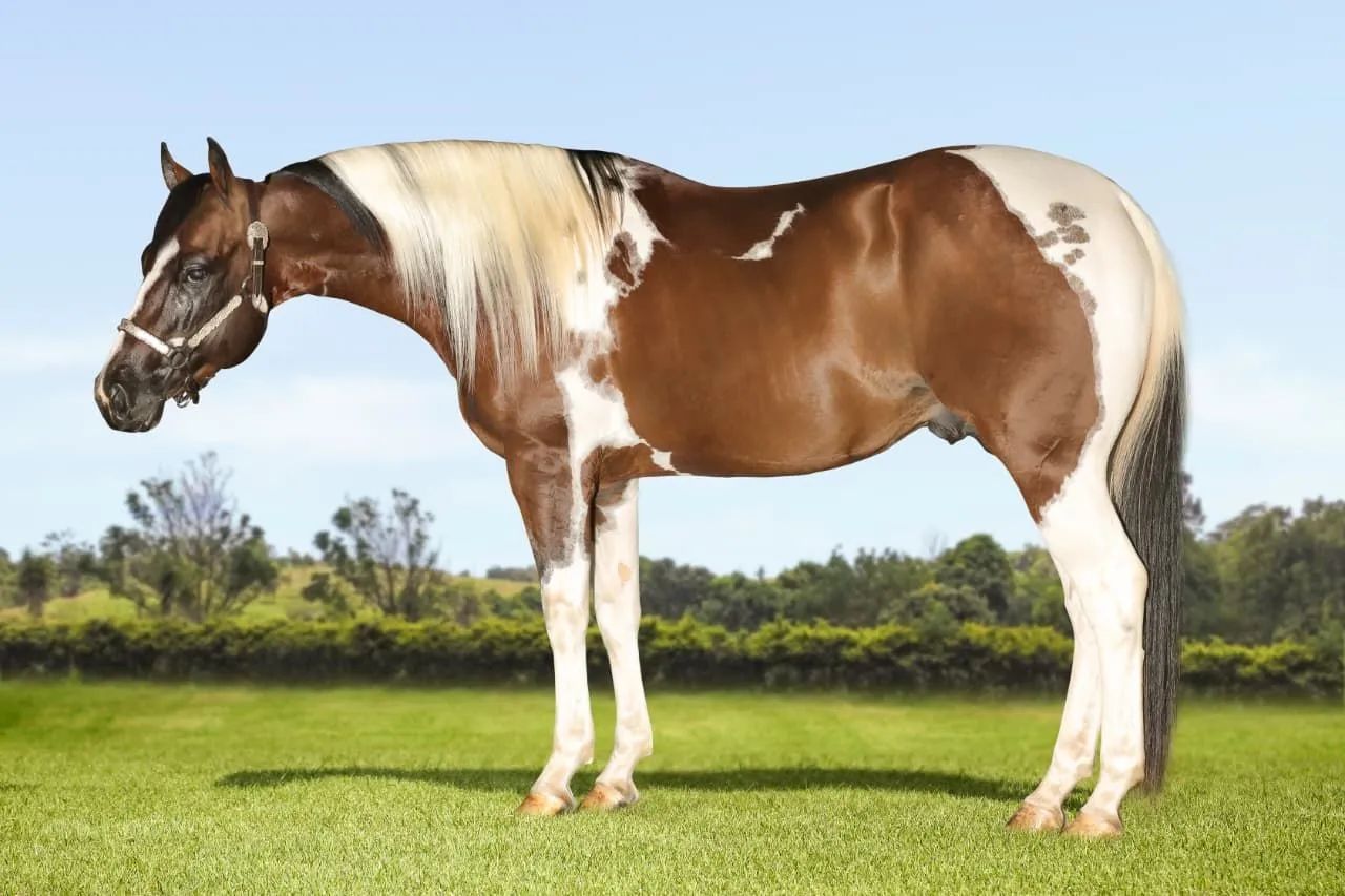 Potro Paint horse P.O  - Foto 5