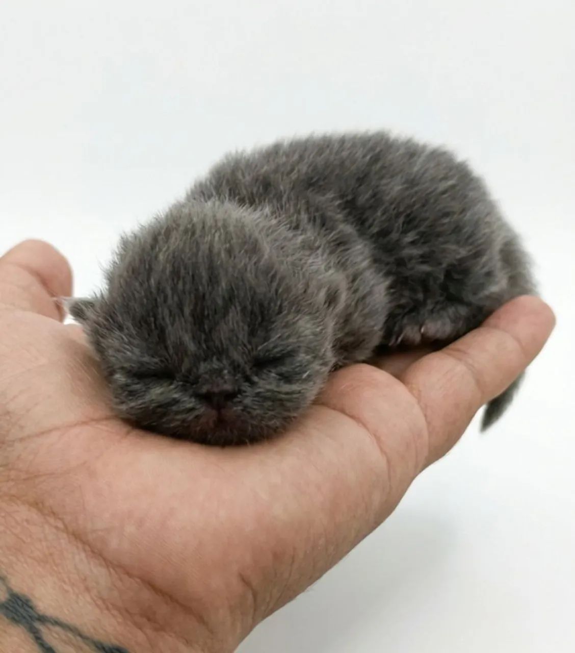 Lindos filhotes de persa  - Foto 3