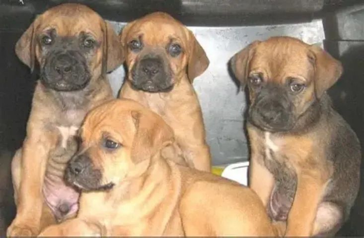 boxer x labrador 