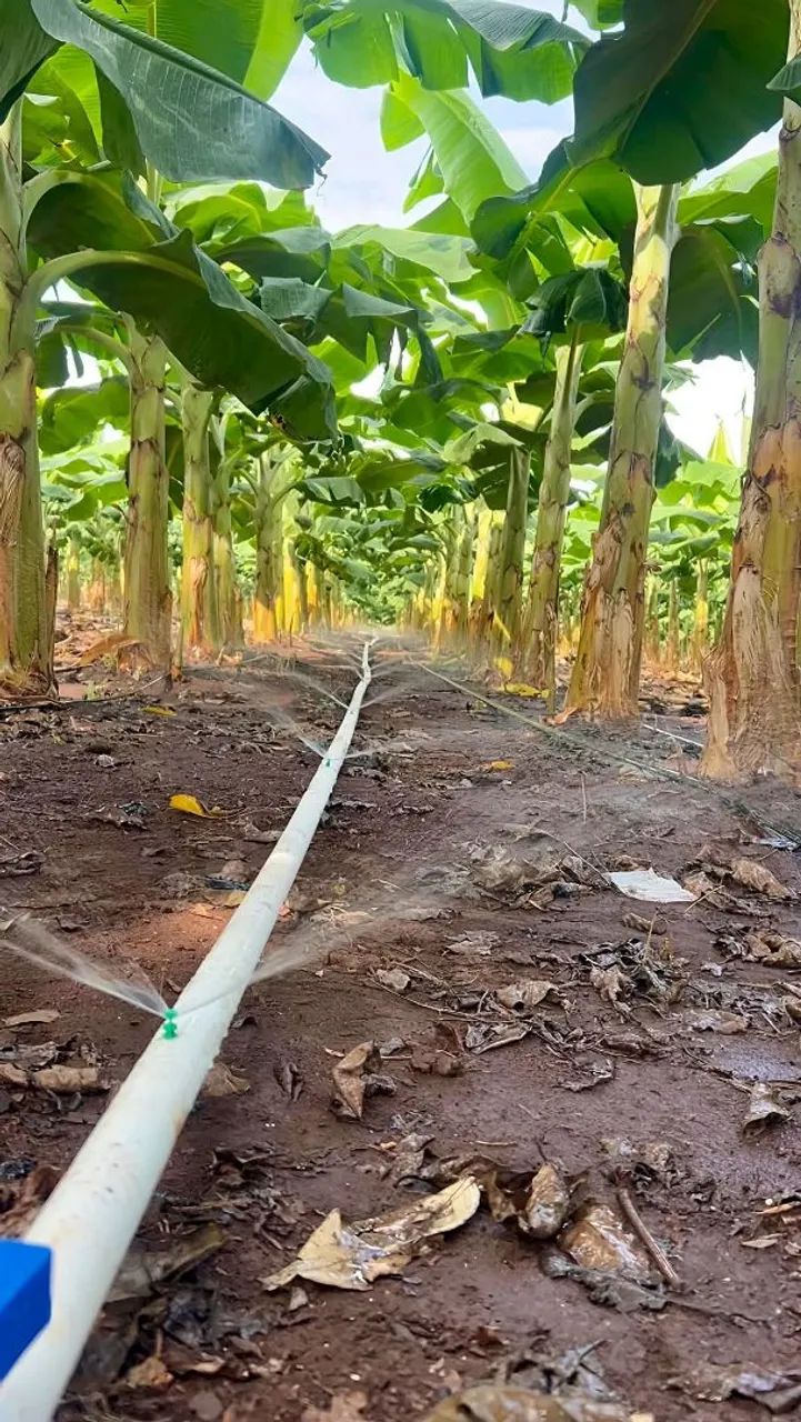 Mudas de banana terra anã  - Foto 3