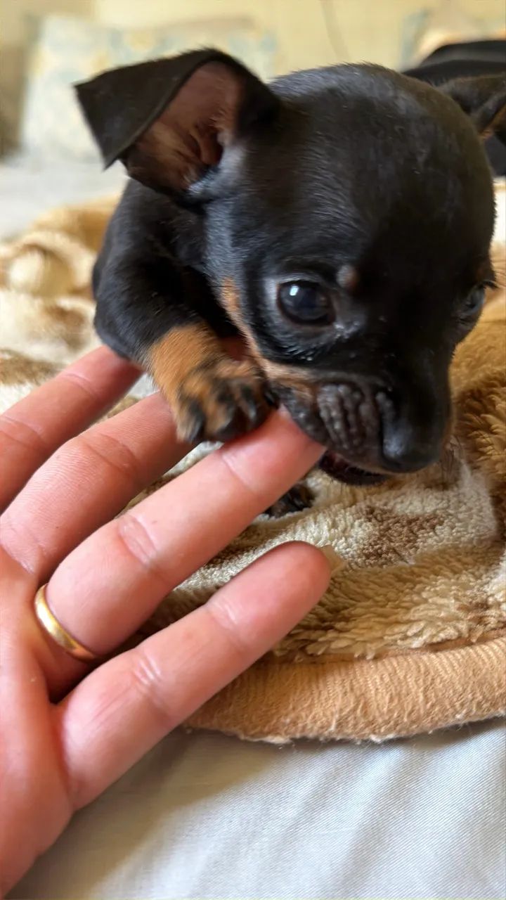 Pinscher miniaturas  - Foto 2