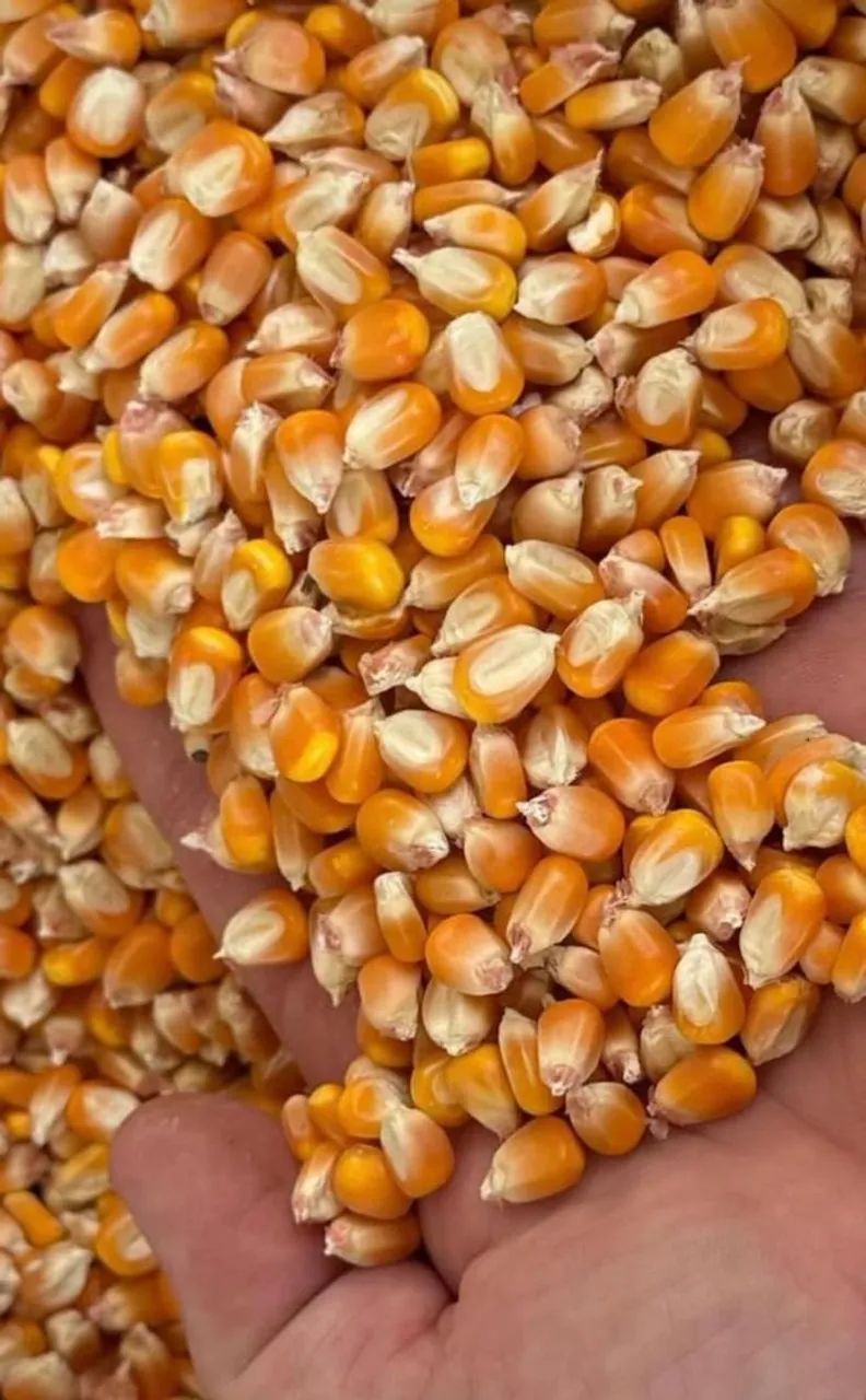 VENDA DE PRODUTOS AGRÍCOLAS  - Foto 4