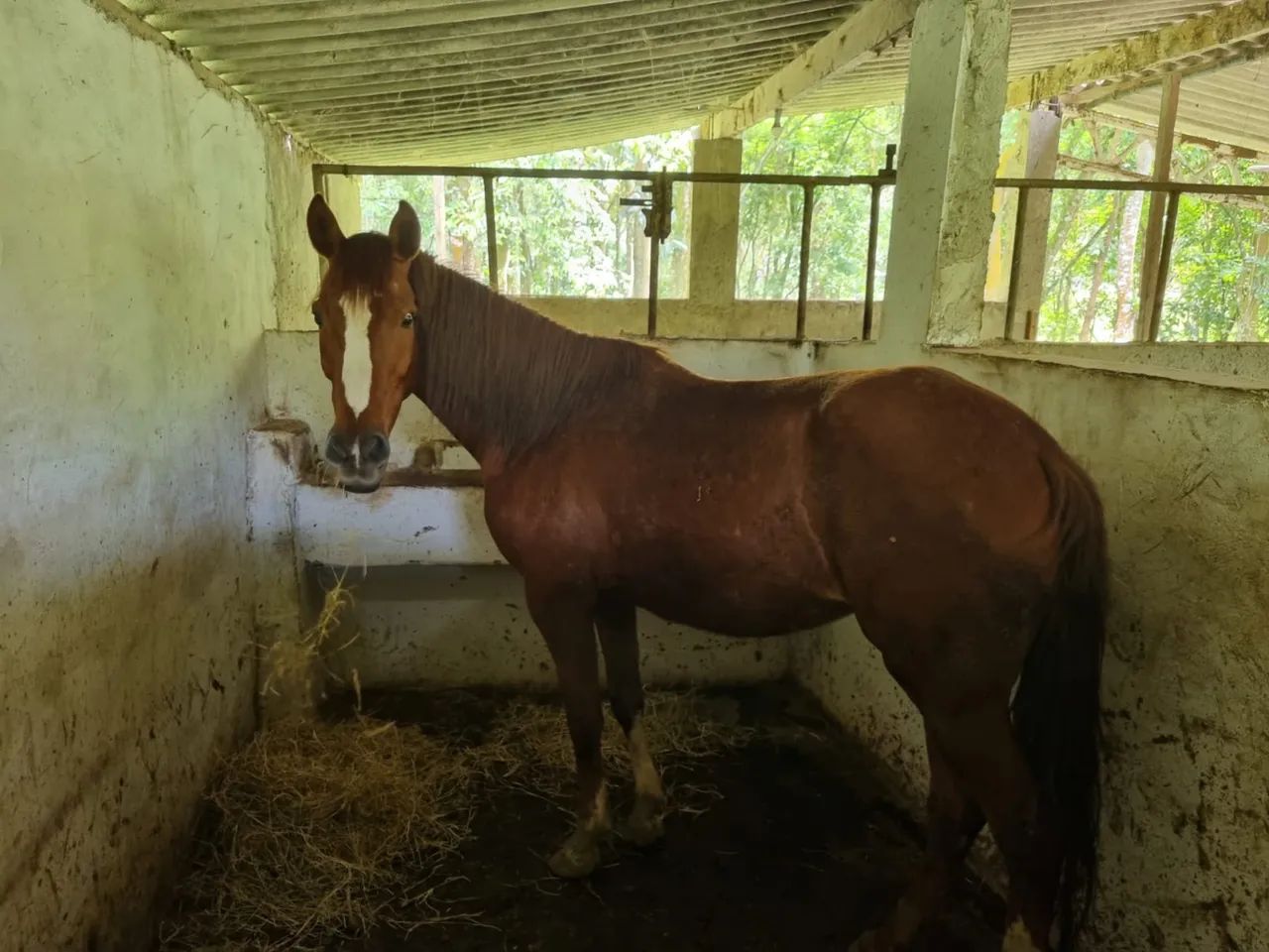 Vende -se manga larga  - Foto 3