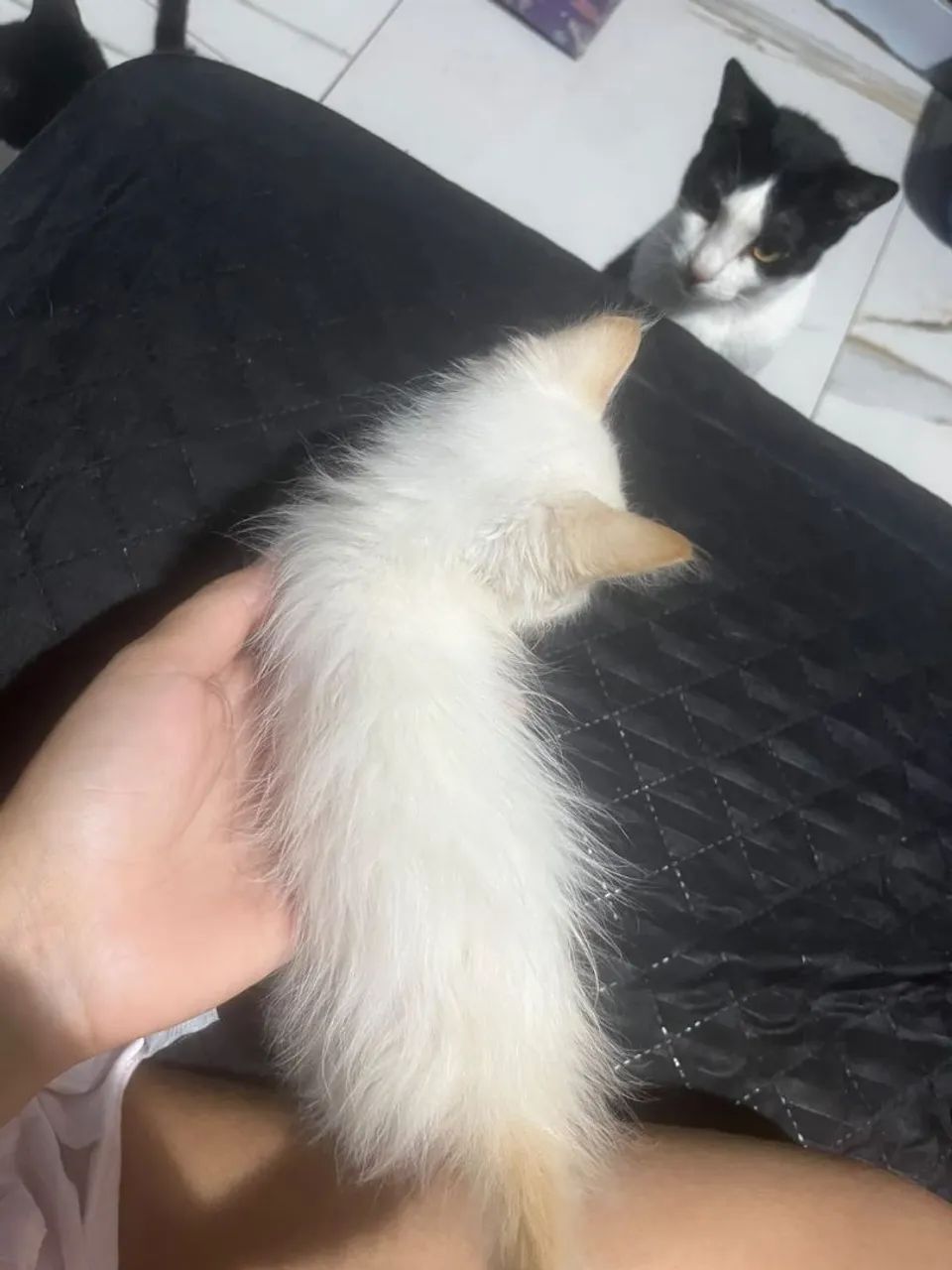Gato adoção responsável  - Foto 5