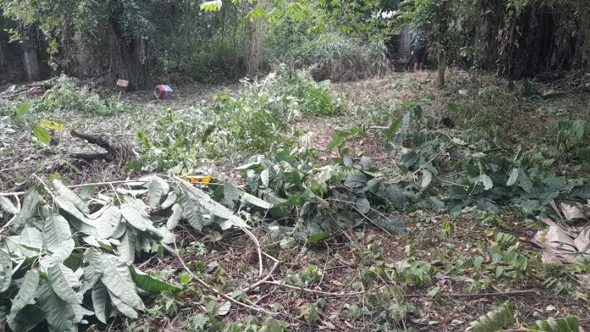 Roçagem e jardinagem - Foto 3